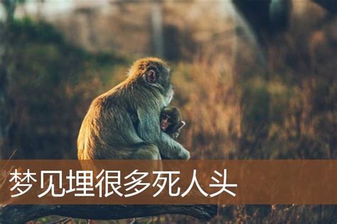 夢到死人頭|梦见死人头是什么意思